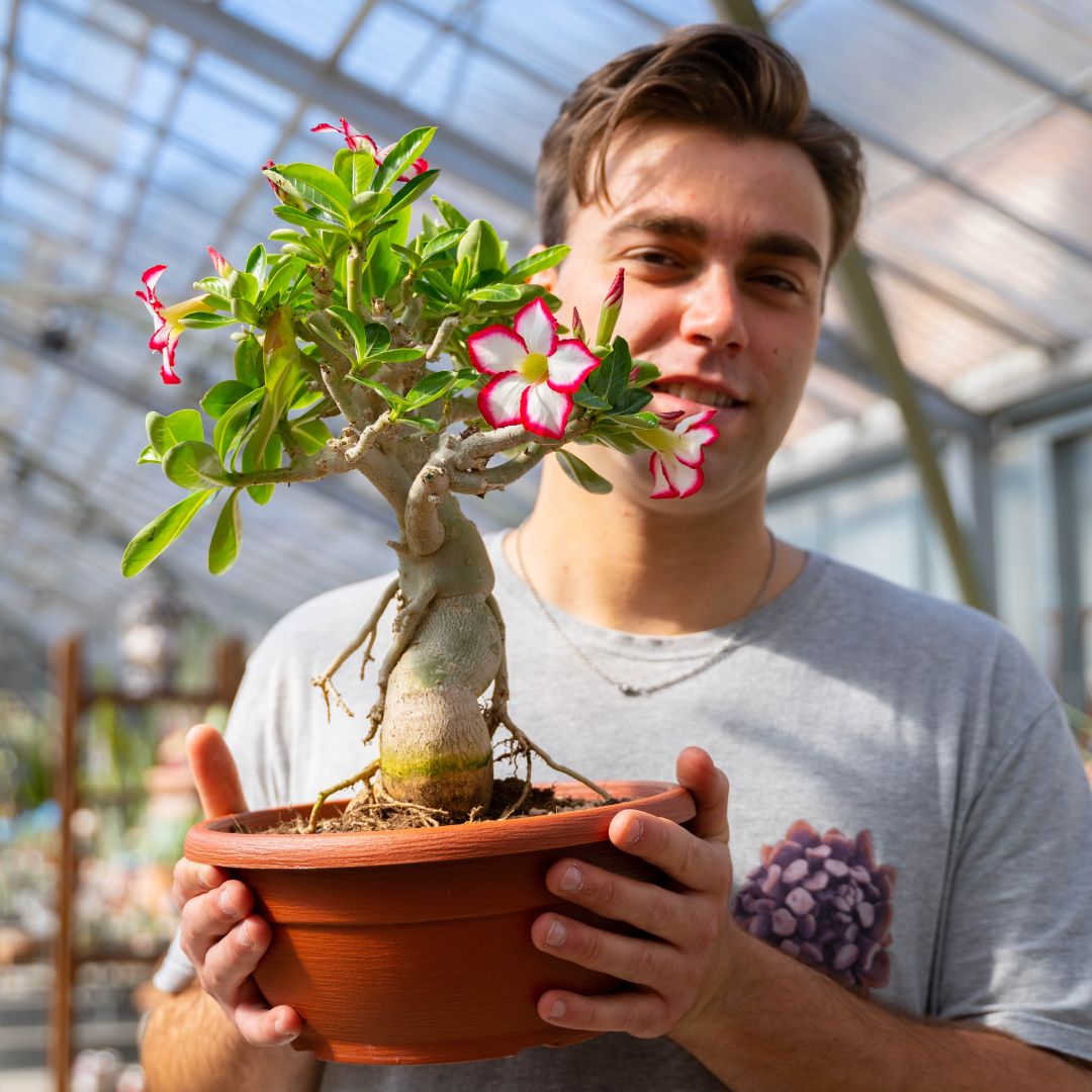 Adenium obesum