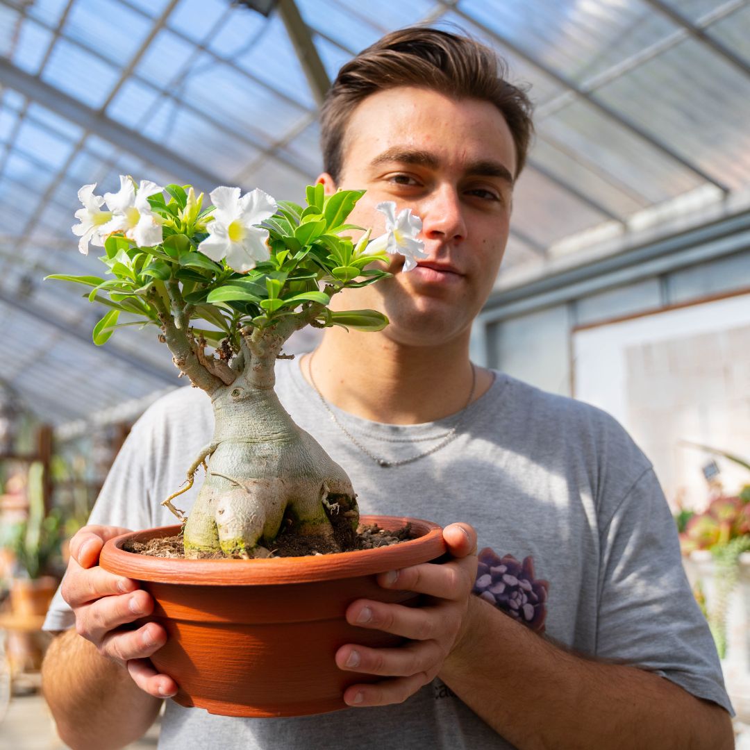 Adenium obesum