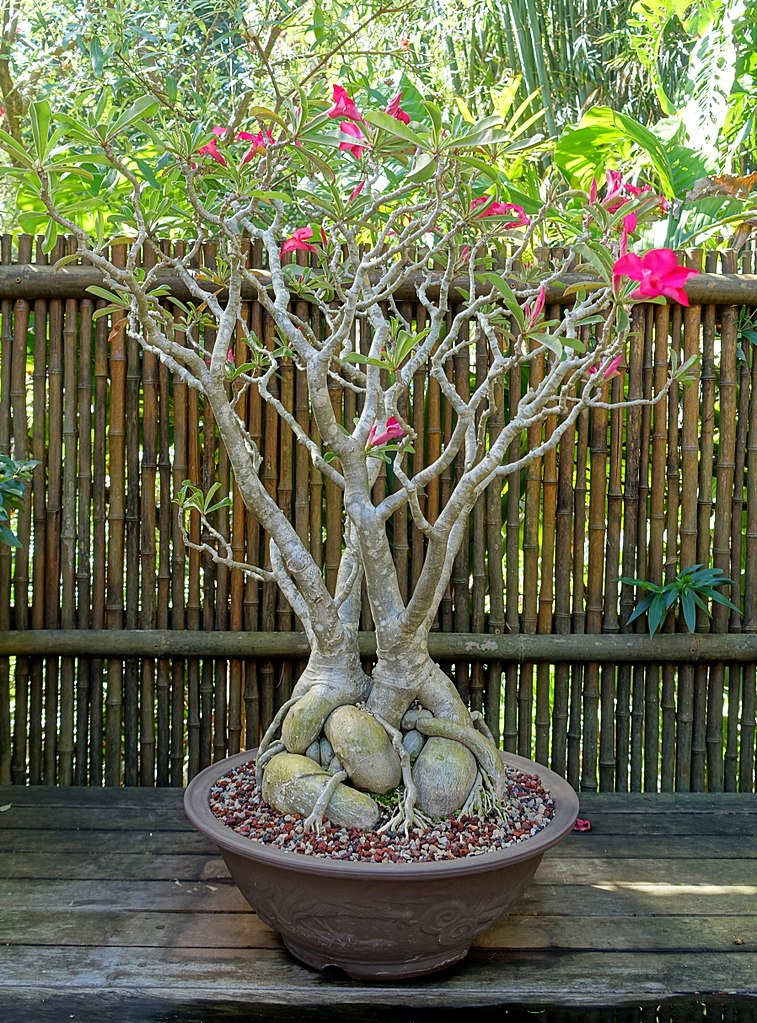 Adenium obesum