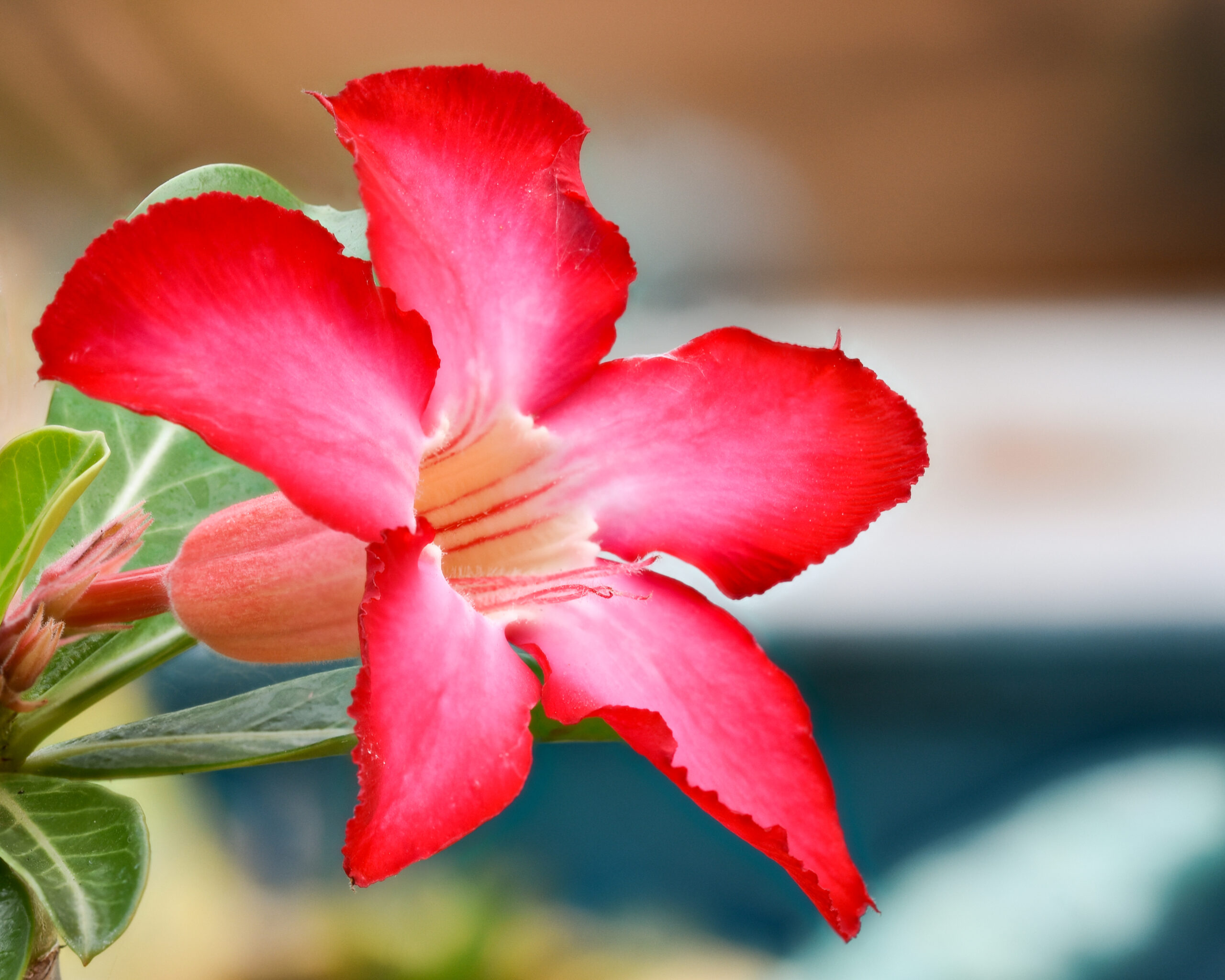 Adenium obesum