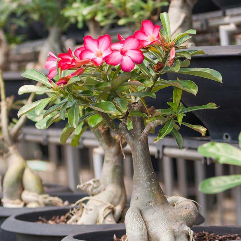 Adenium obesum