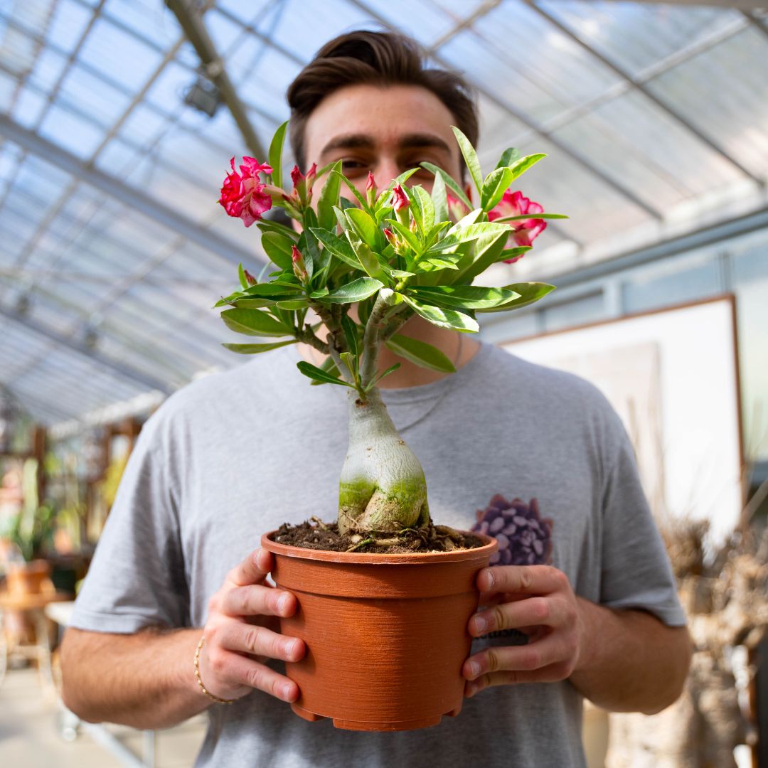 Adenium obesum