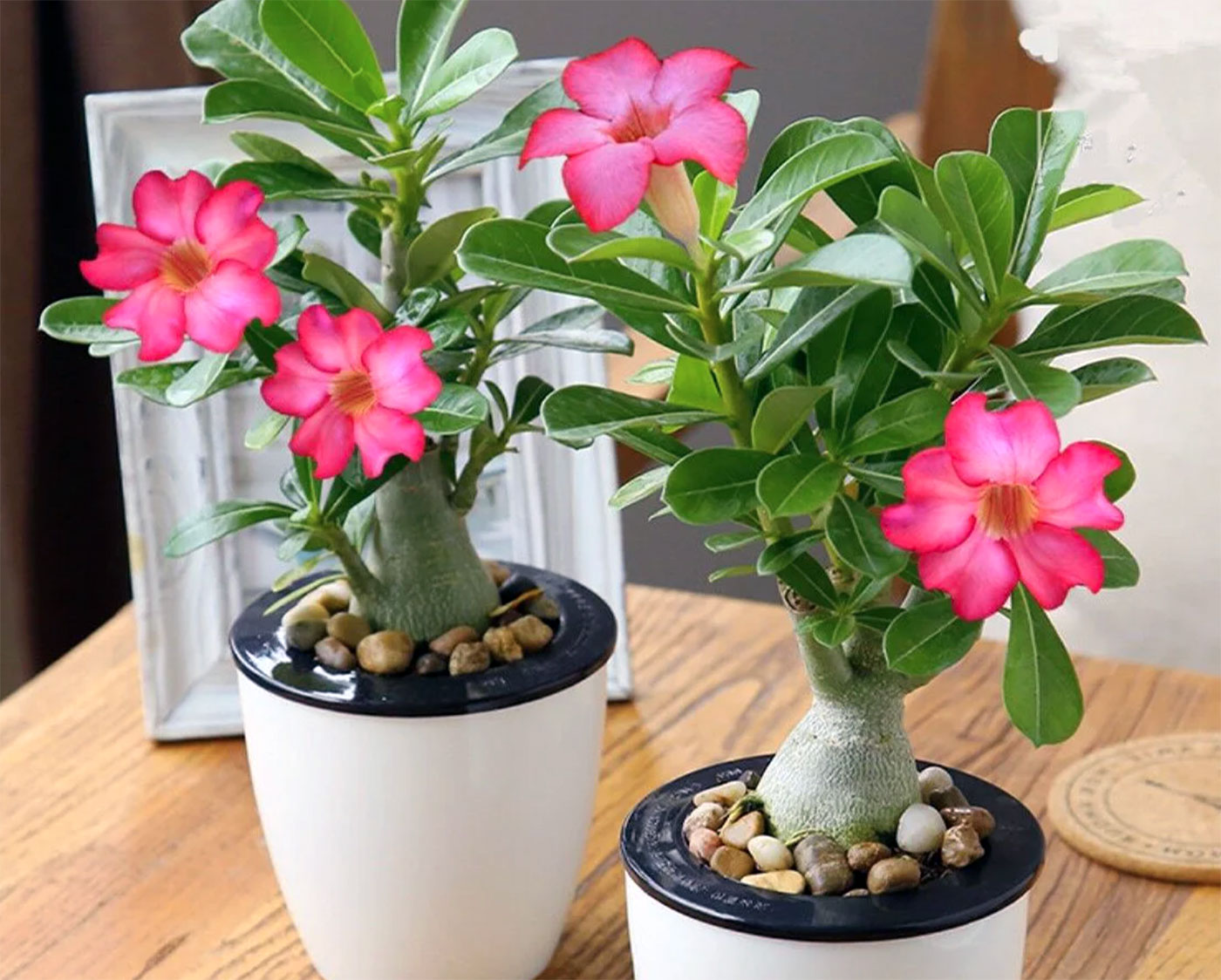 Adenium obesum