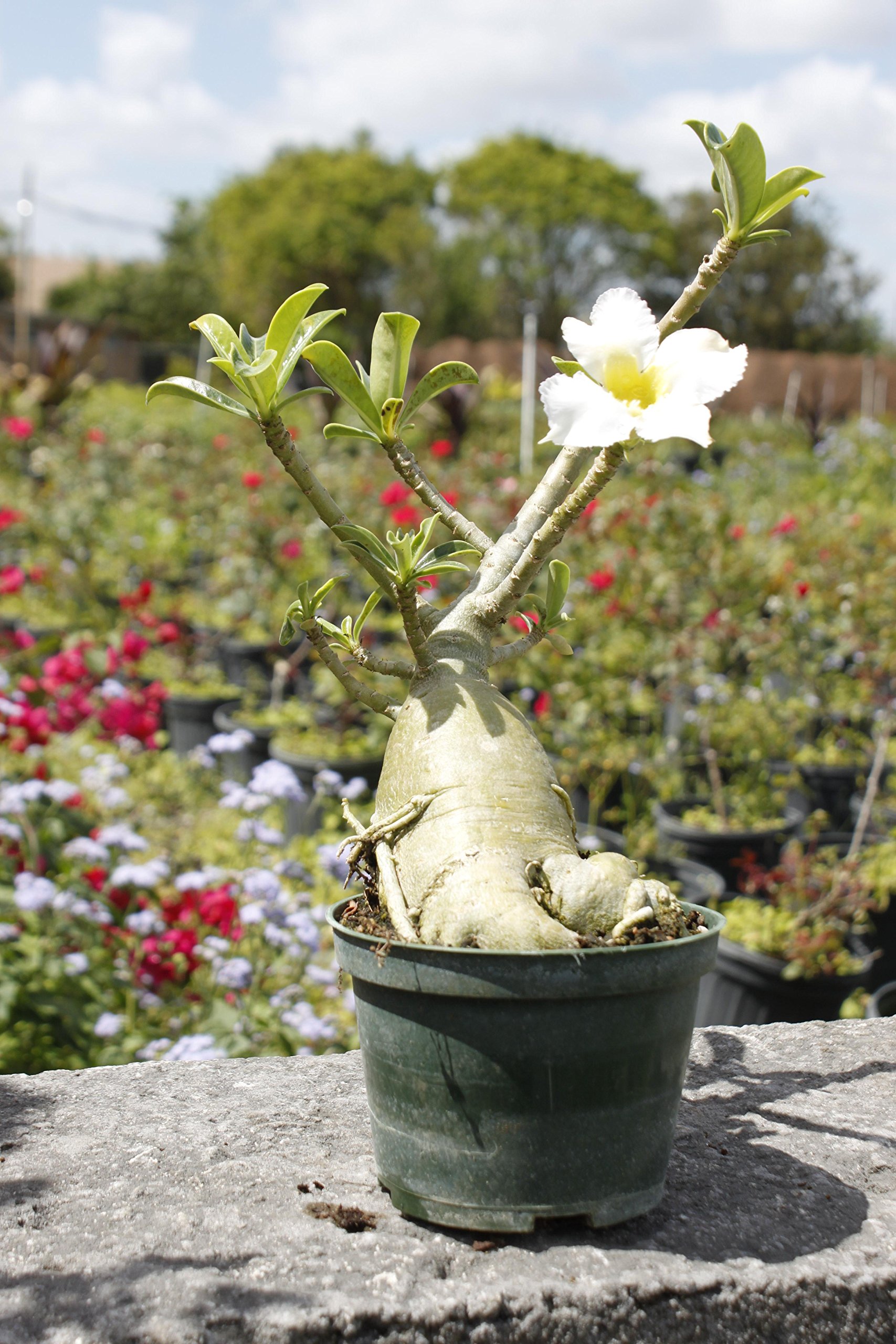 Adenium obesum