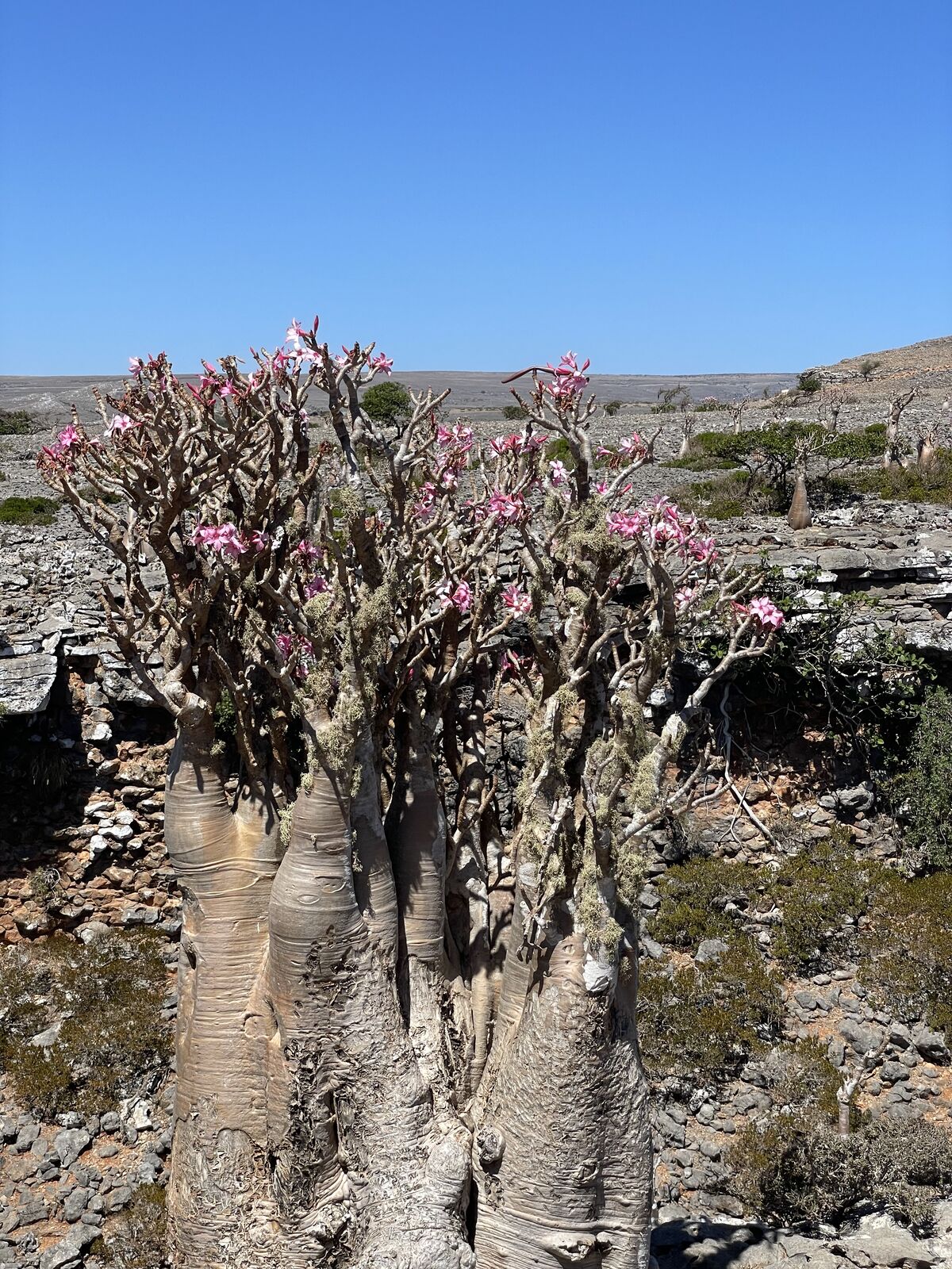 Adenium obesum